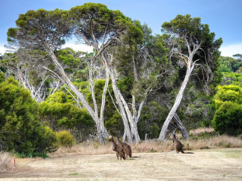 Mercure Kangaroo Island Lodge - Kingaroy Accommodation 33
