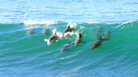 Mollymook Beach Waterfront - Kingaroy Accommodation 4