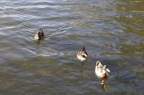 Serenity On Narrabeen Beach - 1Bdr Beachside Retreat - Kingaroy Accommodation 15