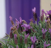 The Purple Door on Seaview - Kingaroy Accommodation