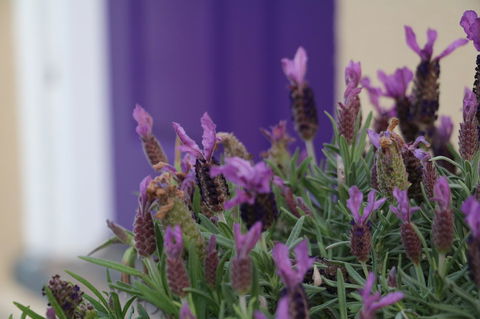 The Purple Door On Seaview - Kingaroy Accommodation 0