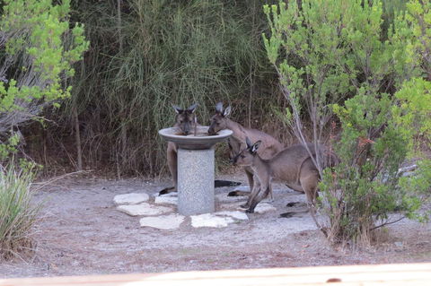 Kestrel Downs - Kingaroy Accommodation 23