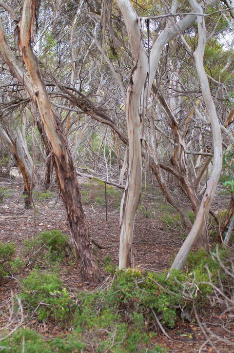 Kestrel Downs - Kingaroy Accommodation 19