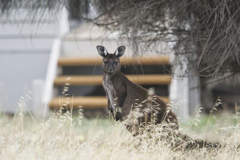 Sea Dragon Kangaroo Island - Kingaroy Accommodation 12