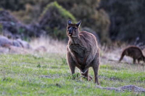 Sea Dragon Kangaroo Island - Kingaroy Accommodation 26