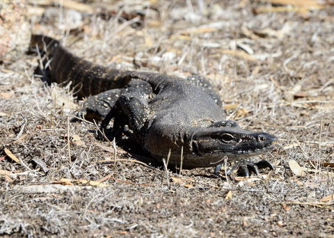 Sea Dragon Kangaroo Island - Kingaroy Accommodation 24