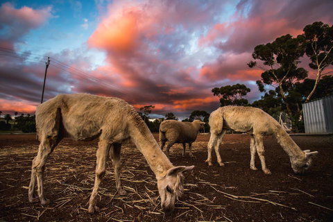 Seppelts View Cabins - Kingaroy Accommodation 10