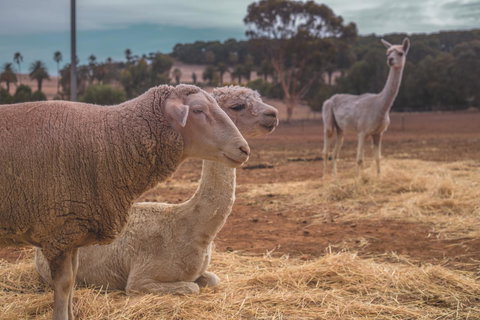 Seppelts View Cabins - Kingaroy Accommodation 27