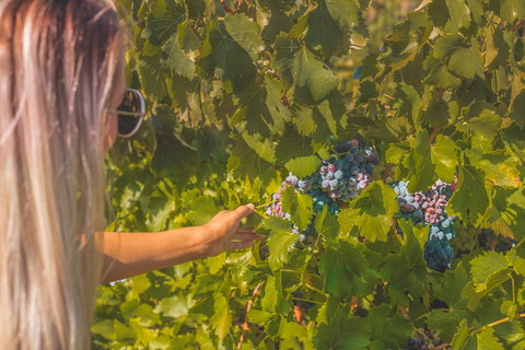 Seppelts View Cabins - Kingaroy Accommodation 26