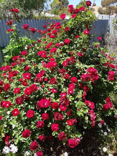 Blyth Cottage Burra - Kingaroy Accommodation 22