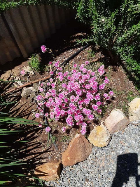 Blyth Cottage Burra - Kingaroy Accommodation 19