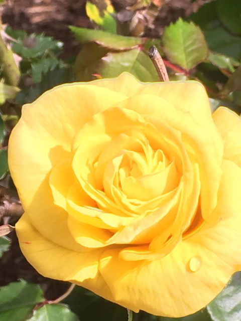 Wine And Roses Bed And Breakfast - Kingaroy Accommodation 41