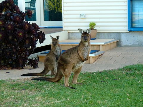 SeaShells Penneshaw - Kingaroy Accommodation 29