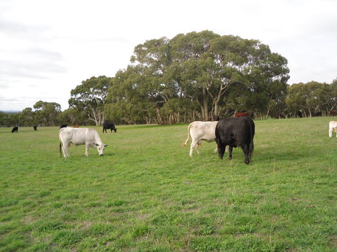 Wenton Farm Holiday Cottages - Kingaroy Accommodation 17