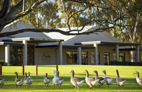 Serafino McLaren Vale - Kingaroy Accommodation 17