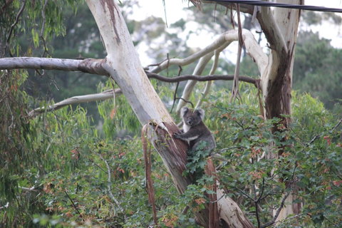 Pirralilla Estate Adelaide Hills - Kingaroy Accommodation 24