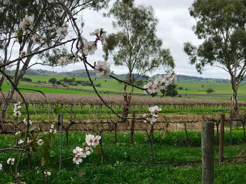 Jasmine\'s Barossa Valley Cottage - Kingaroy Accommodation 20