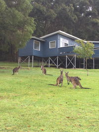 Book Denmark Accommodation Vacations Kingaroy Accommodation Kingaroy Accommodation