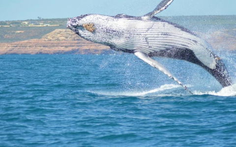 Unit 42 Kalbarri Beach Resort - Kingaroy Accommodation 21