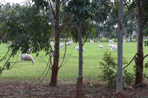 Sapphire Chalets, Augusta - Kingaroy Accommodation 10
