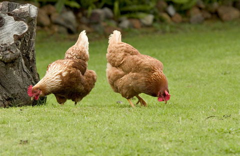 Peppermint Brook Cottages - Kingaroy Accommodation 10