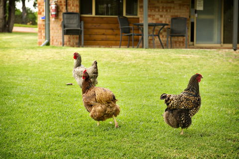 Peppermint Brook Cottages - Kingaroy Accommodation 12