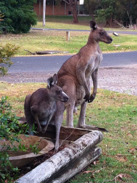 Jetz Bungalow - Kingaroy Accommodation 13