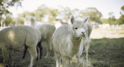 The Woods Farm Jervis Bay - Kingaroy Accommodation 12