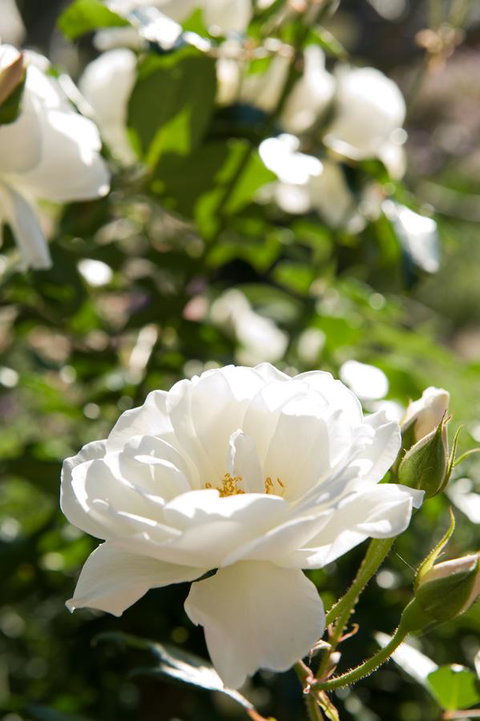 Ironstone Estate Lovedale - Kingaroy Accommodation 40
