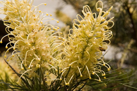Ironstone Estate Lovedale - Kingaroy Accommodation 36