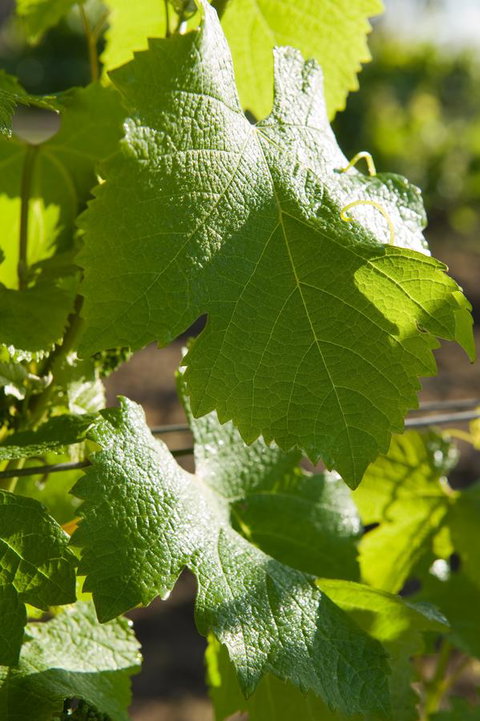 Ironstone Estate Lovedale - Kingaroy Accommodation 35