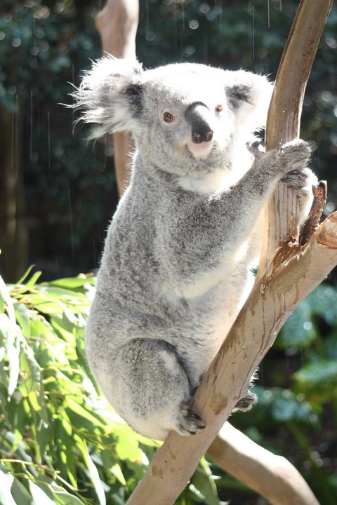 Ambience - Kingaroy Accommodation 27