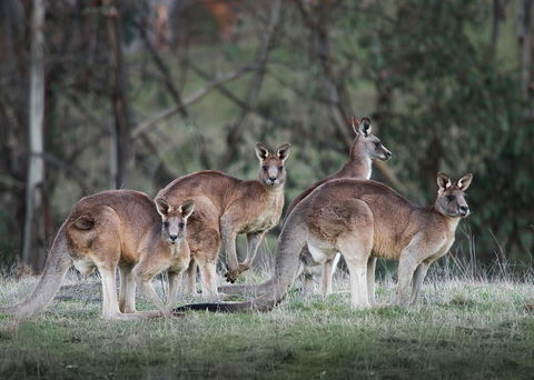 Pound Creek Gallery - Kingaroy Accommodation 25