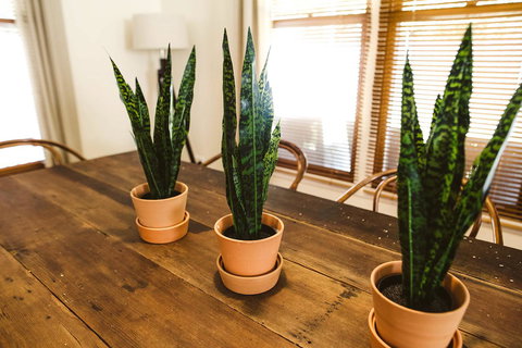 Morpeth Cottage - Kingaroy Accommodation 25