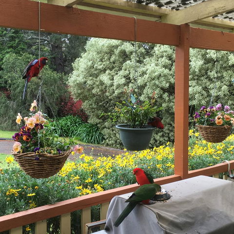 The Best Exotic Magnolia Cottage - Kingaroy Accommodation 33
