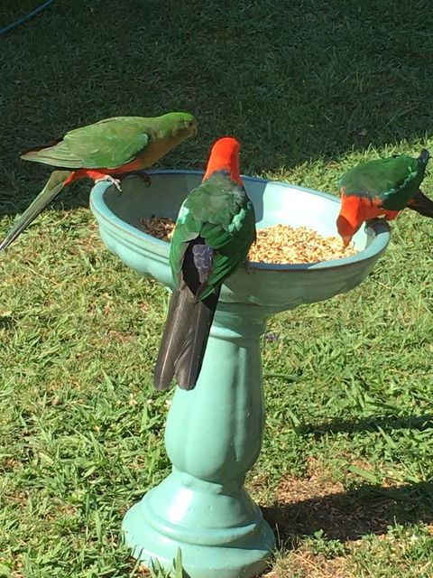 The Best Exotic Magnolia Cottage - Kingaroy Accommodation 10
