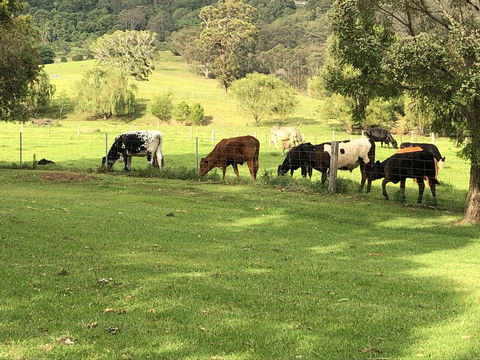 Arcadia - The Barn Cottage & Rosehill Cottage - Kingaroy Accommodation 26