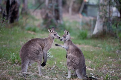 Bush & Bay Cottage - Kingaroy Accommodation 31