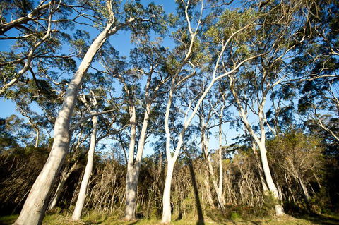 Bush & Bay Cottage - Kingaroy Accommodation 28
