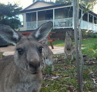 Bush  Bay Cottage - Kingaroy Accommodation