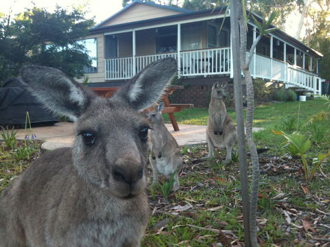 Bush & Bay Cottage - Kingaroy Accommodation 0