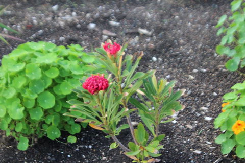 Red Waratah - Kingaroy Accommodation 12