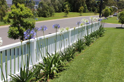 Red Waratah - Kingaroy Accommodation 2