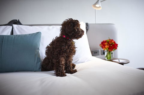 Hotel Indigo Sydney Potts Point, An IHG Hotel - Kingaroy Accommodation 28