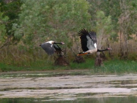 Mercure Kakadu Crocodile - Kingaroy Accommodation 31