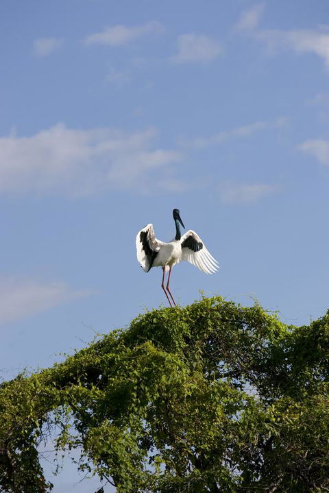 Mercure Kakadu Crocodile - Kingaroy Accommodation 34