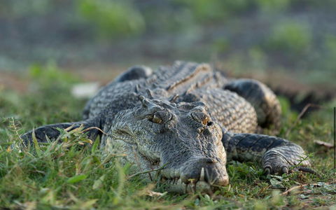 Wildman Wilderness Lodge - Kingaroy Accommodation 24