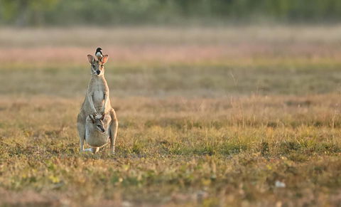 Wildman Wilderness Lodge - Kingaroy Accommodation 25