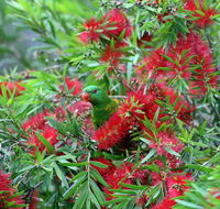 Bottlebrush B  B - Kingaroy Accommodation