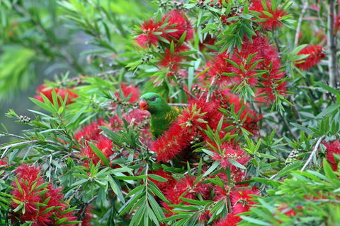 Bottlebrush B & B - Kingaroy Accommodation 0